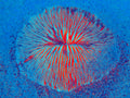 Tjasa Iris, PAK CHE FLOWER MONEY, 120 x 160 cm,2022