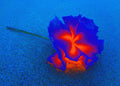Tjaša Iris, GIFT OF THE GODDESS OF WATER, 3, 2022, 120 x 160 cm