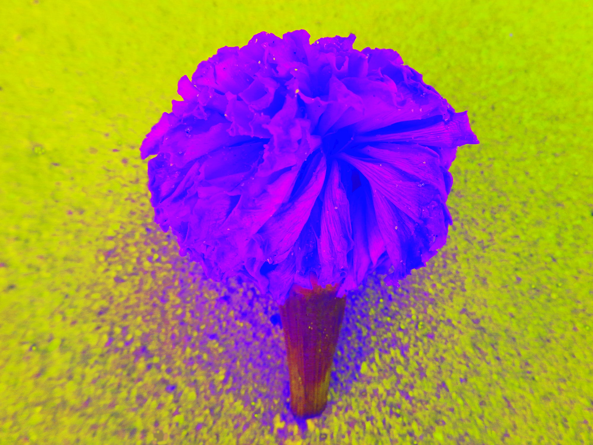 Tjaša Iris, MARIGOLD FLOWER OFFERING, 3, 2023, 120 x 160 cm