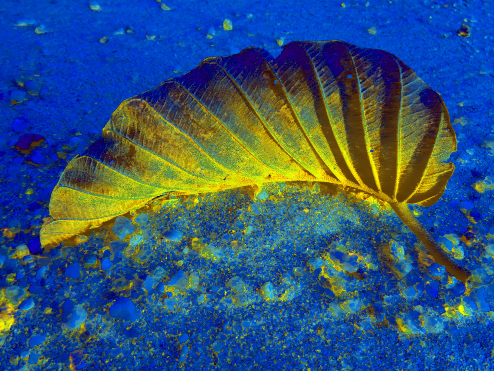 Tjaša Iris, LEAF AND THE UNIVERSE, 2022, 120 x 160 cm