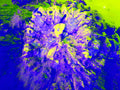 Tjasa Iris, SQUARE FLOWER, 2, 120 x 160 cm, 2023