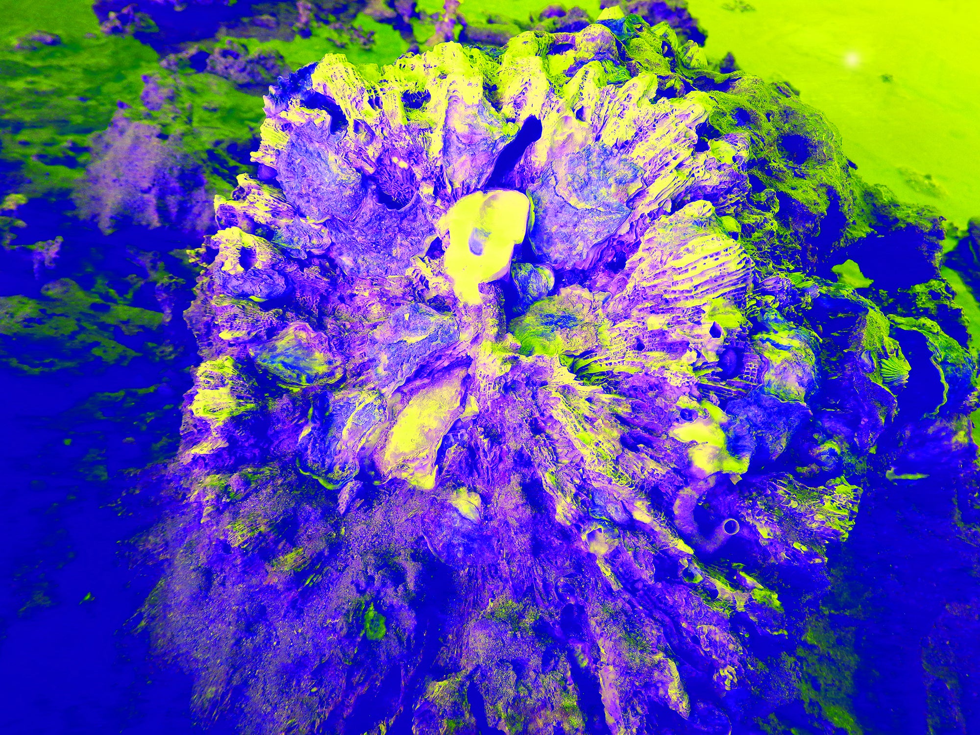 Tjasa Iris, SQUARE FLOWER, 2, 120 x 160 cm, 2023