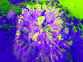 Tjasa Iris, SQUARE FLOWER, 1, 2023, 120 × 160 cm
