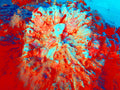 Tjasa Iris, SQUARE FLOWER, 7, 120 x 160 cm, 2023