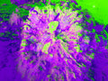 Tjasa Iris, SQUARE FLOWER, 3, 120 x 160 cm, 2023