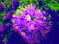 Tjasa Iris, STAR FLOWER, 1, 120 x 160 cm, 2023