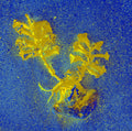 Tjaša Iris, TWO SEA FLOWERS, 1, 2023, 120 x 160 cm