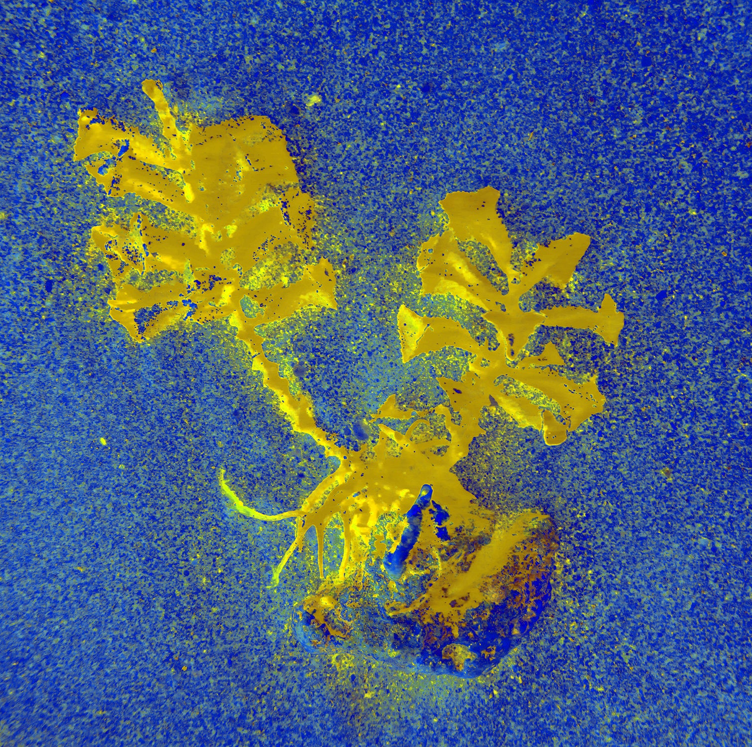 Tjaša Iris, TWO SEA FLOWERS, 1, 2023, 120 x 160 cm