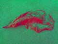 Tjaša Iris, LEAF, 3, 2023, 120 x 160 cm