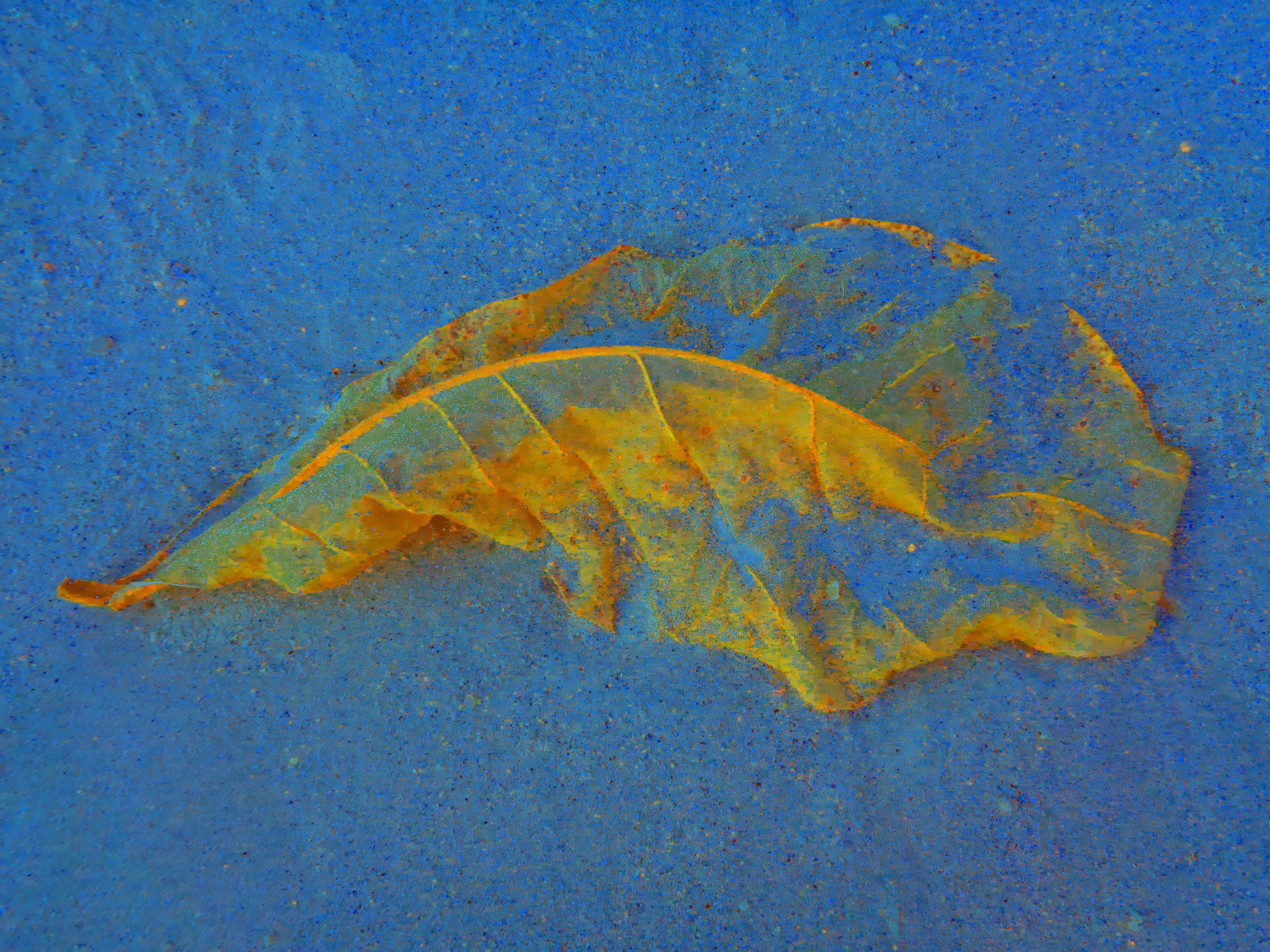 Tjaša Iris, LEAF, 2, 2023, 120 x 160 cm
