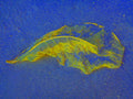 Tjaša Iris, LEAF, 1, 2023, 120 x 160 cm