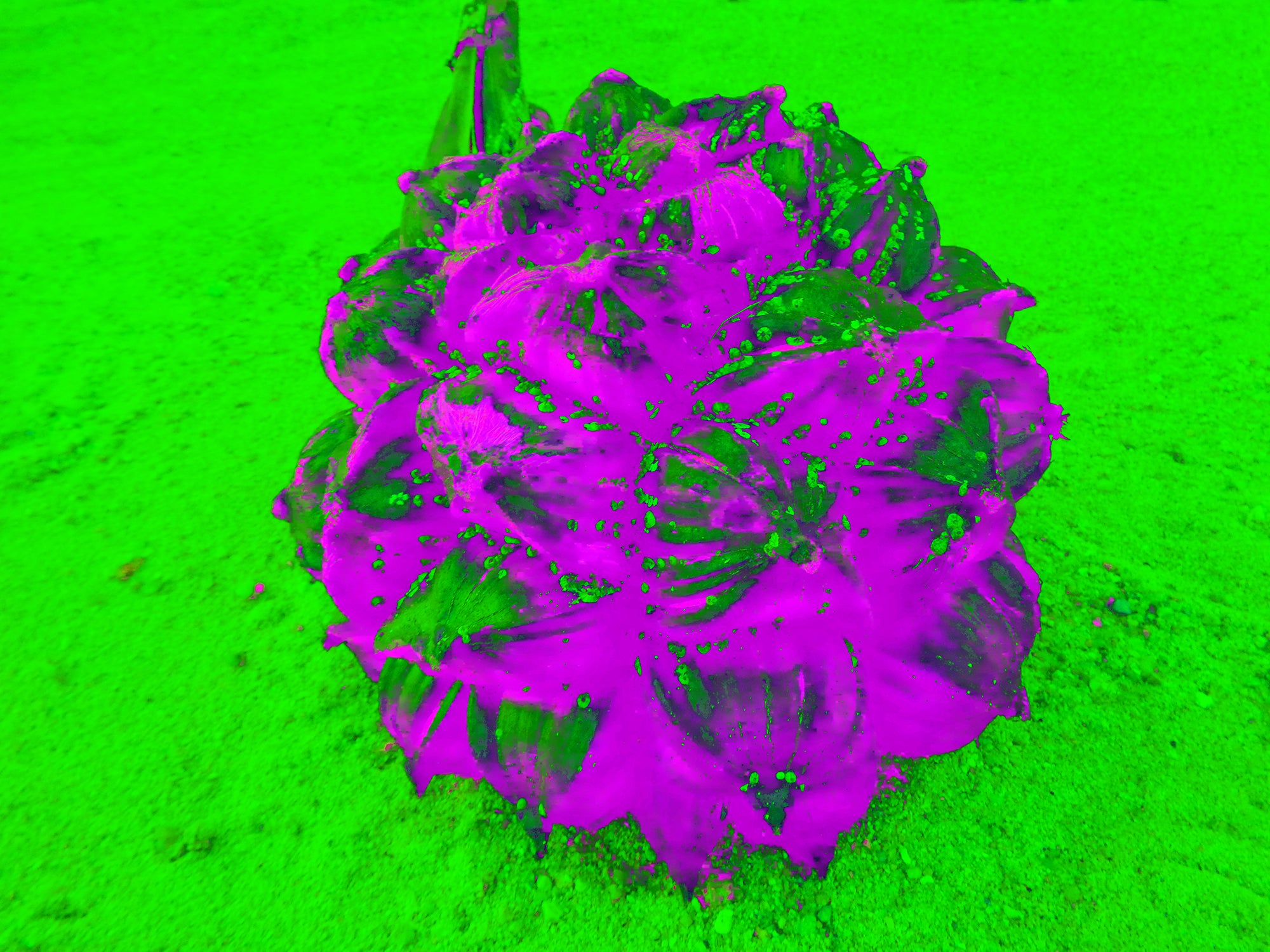 Tjaša Iris, NUTS, 5, 2023, 120 x 160 cm