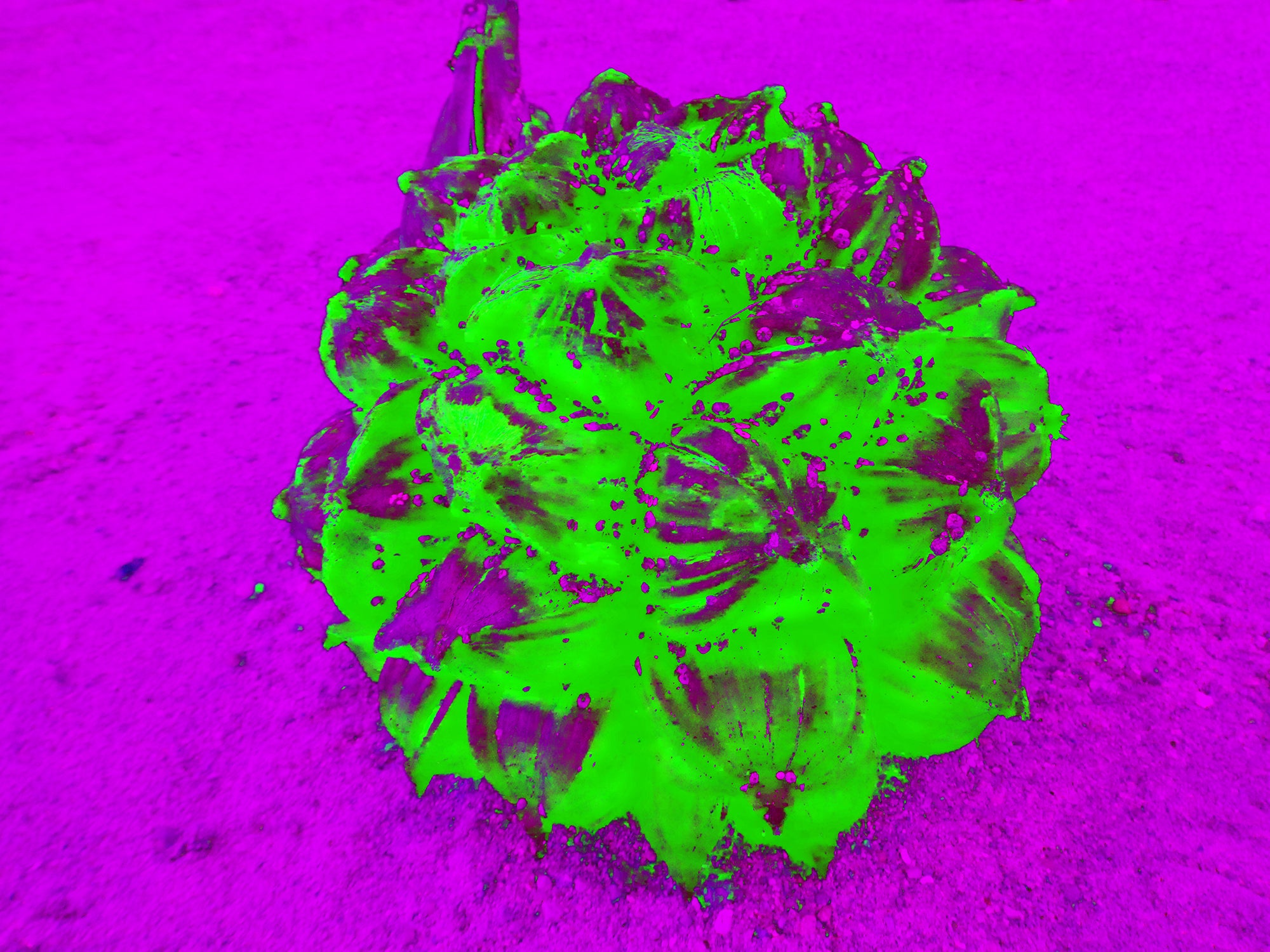 Tjaša Iris, NUTS, 1, 2023, 120 x 160 cm