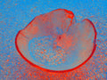 Tjasa Iris, BOWL, 3, 2023, 120 x 160 cm